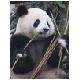 54-Chengdu-Reuzenpanda.JPG